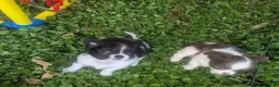 Chihuahua dogs for sale: Five Tiny Chihuahuas, One Very Special Beginning❤️ - Advert 2