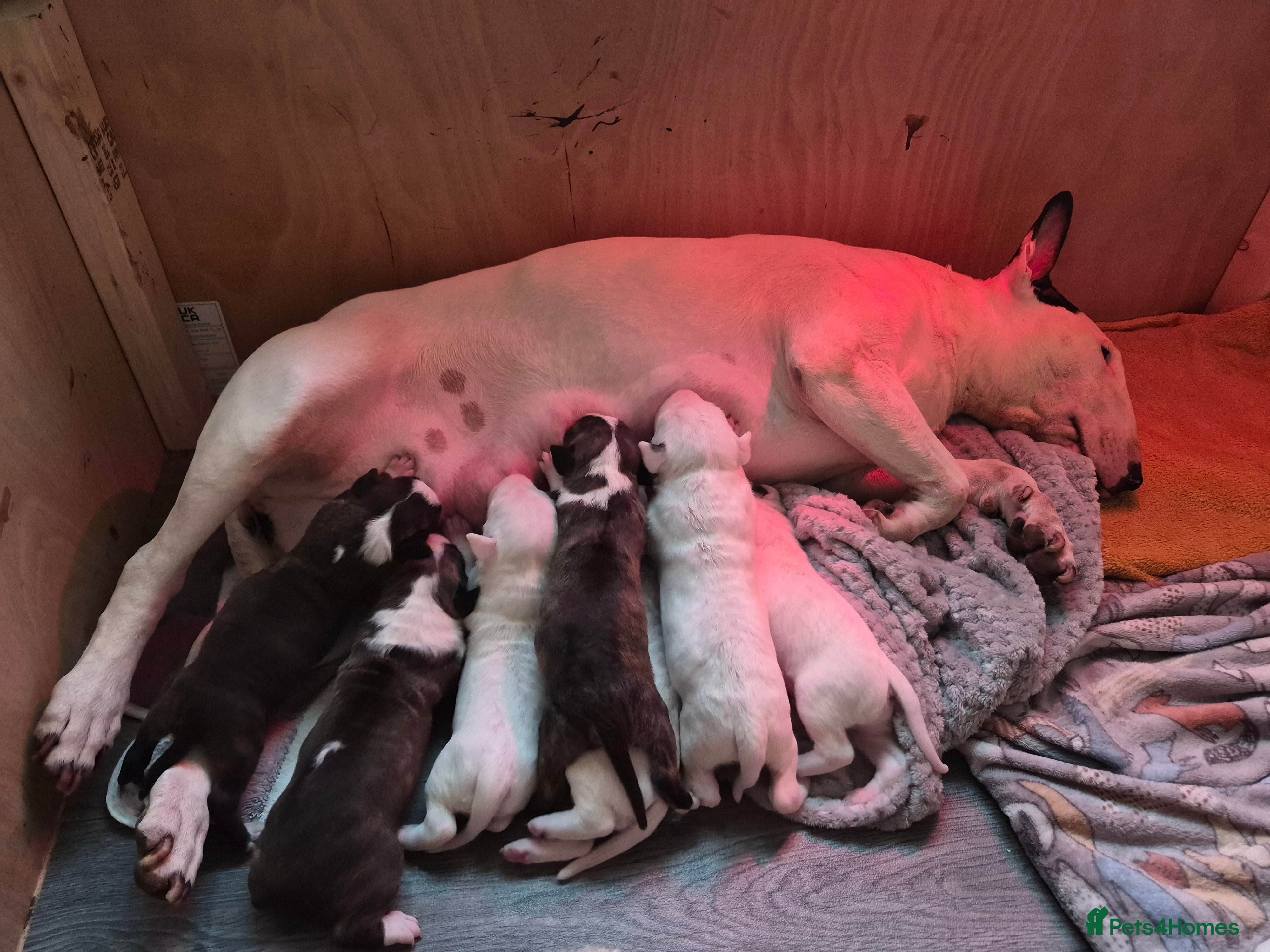 Bull Terrier dogs Beautiful litter of Bull Terrier pups - Advert 1