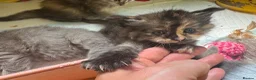 Ragcoon cats for sale: Gorgeous Mainecoon x ragdoll babies  - Advert 28