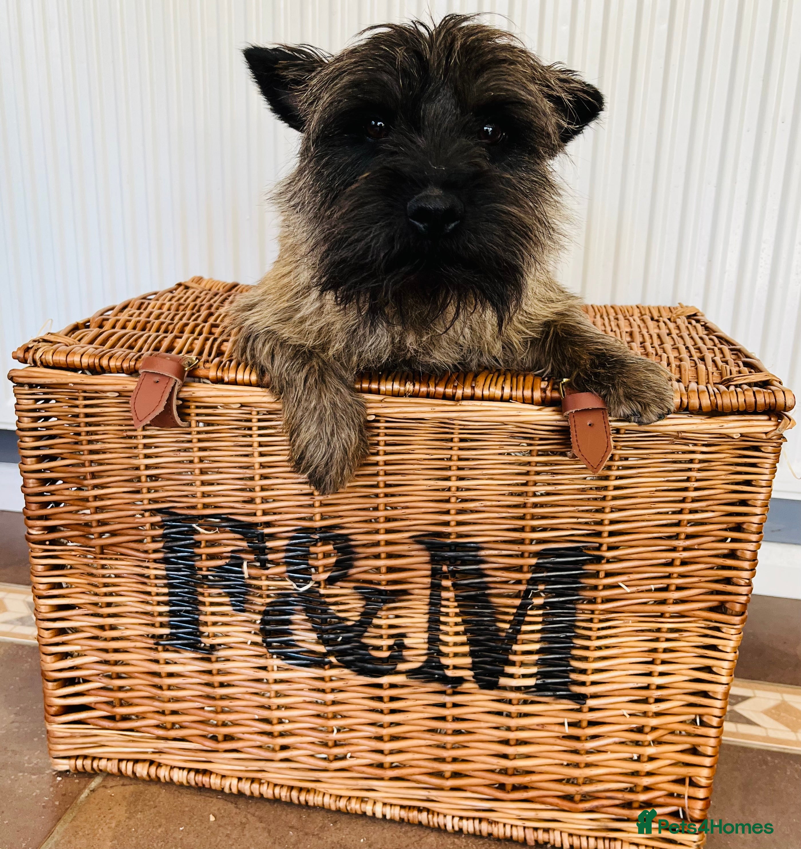 Cairn Terrier dogs Stunning kc reg CAIRN STUD in Doncaster - Advert 3