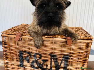 Cairn Terrier dogs in Doncaster - Advert 1