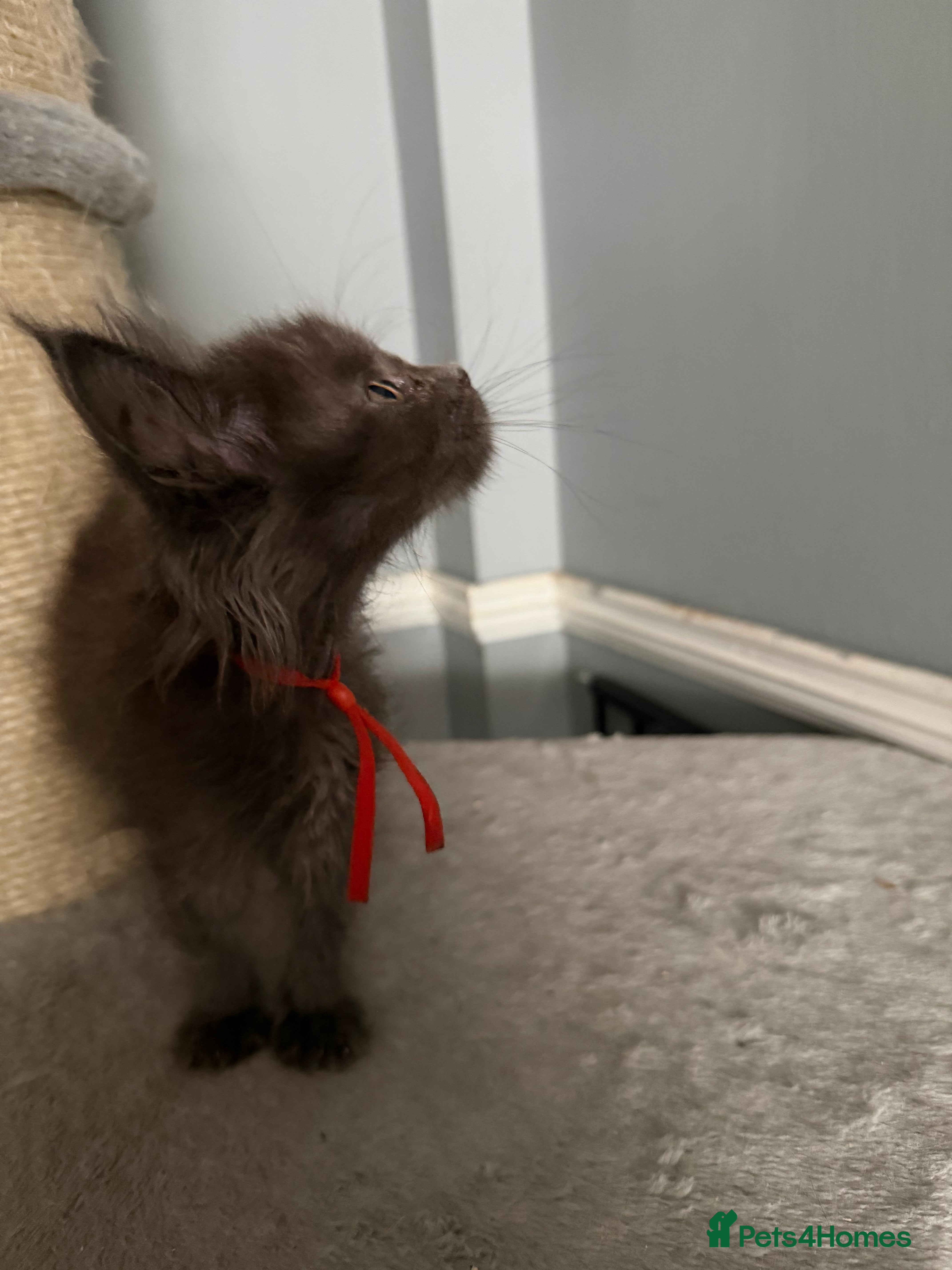 Maine Coon cats Tica registered Maine Coon kittens - Advert 2