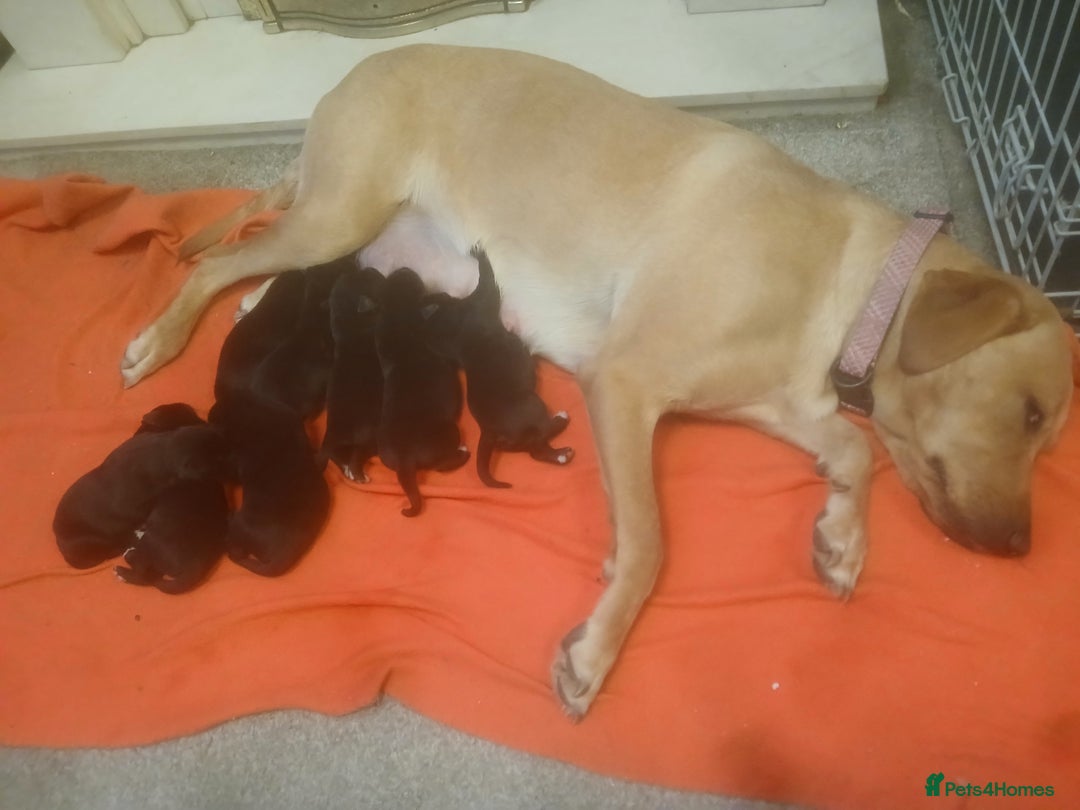 Borador dogs for sale: 8 beautiful borador ready for their forever homes  - Advert 1