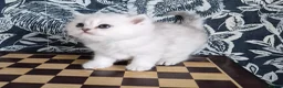 British Longhair cats for sale: Stunning Black Tipped British  - Advert 8