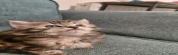 Mixed Breed cats for sale: Kittens  - Advert 3