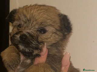 Yorkshire Terrier dogs - Advert 4