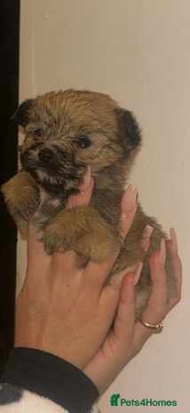 Yorkshire Terrier dogs - Advert 4