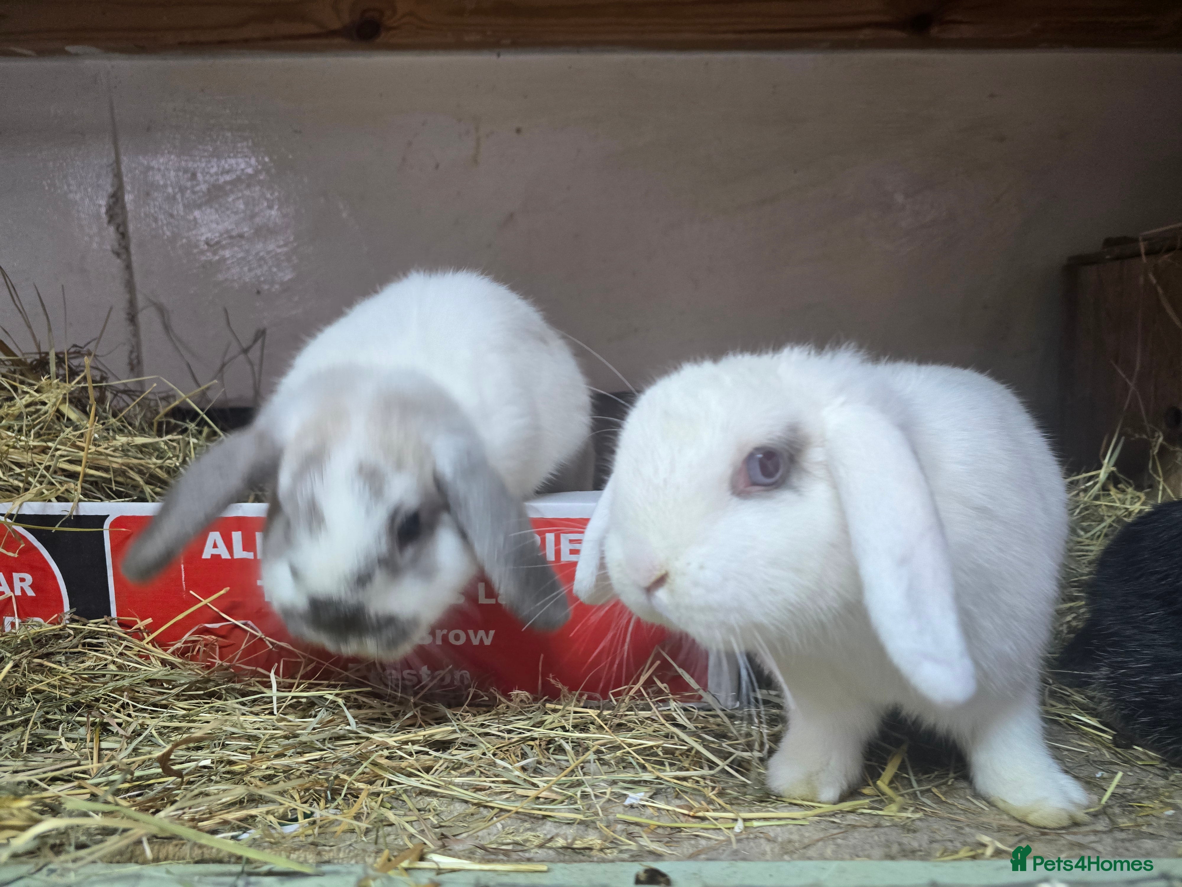 Mini Lop rabbits 3 sister females mini lops all 8 months old rescue - Advert 7