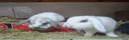 Mini Lop rabbits for sale: 3 sister females mini lops all 8 months old rescue - Advert 1
