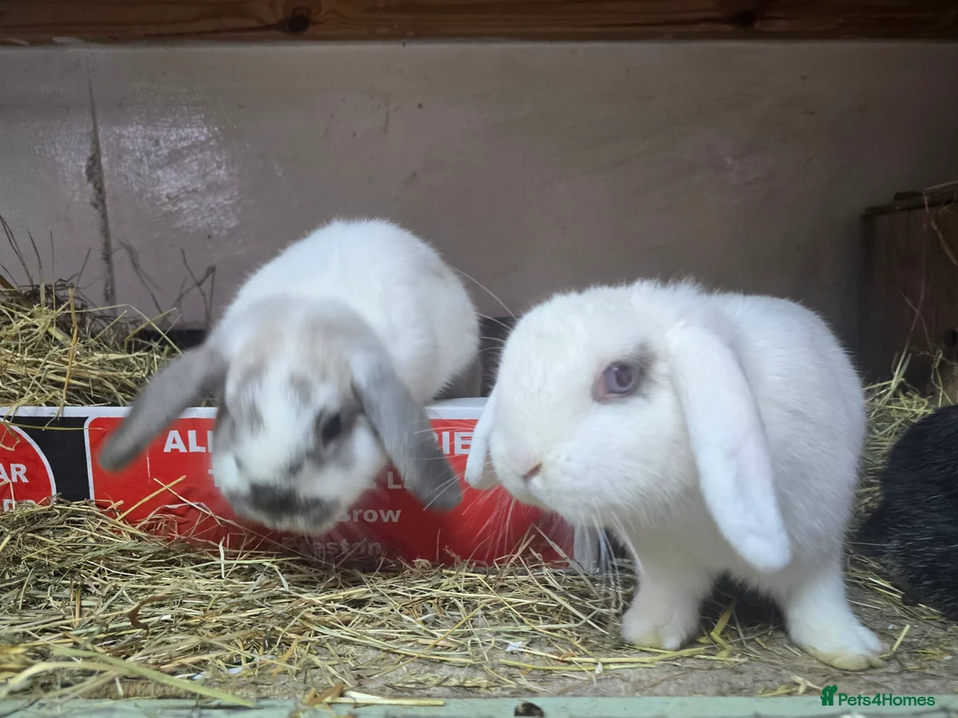 Mini Lop rabbits for sale: 3 sister females mini lops all 8 months old rescue - Advert 1