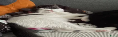 Nala