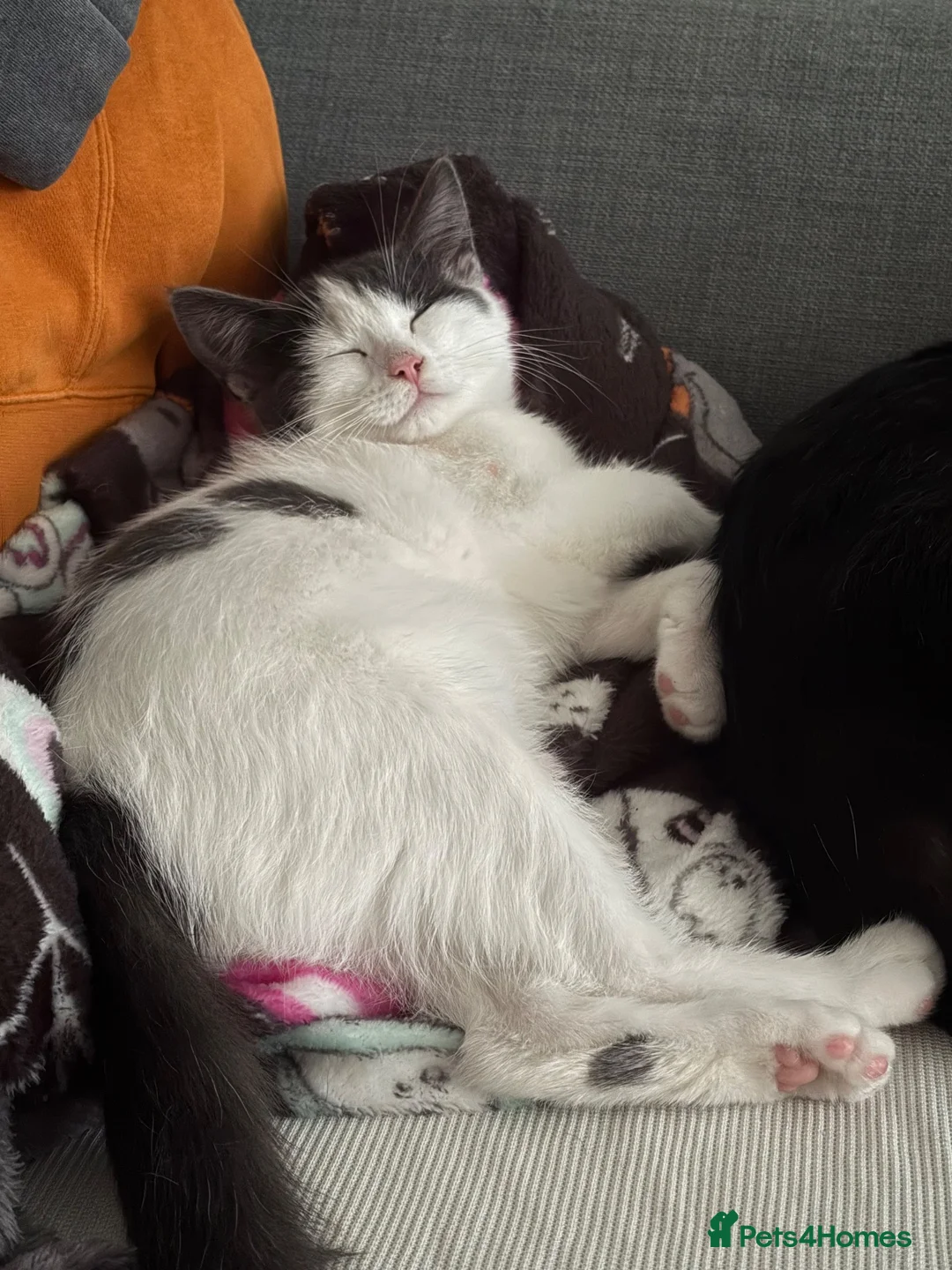 Mixed Breed cats for sale: This is nala  in Aberdeen - Advert 1