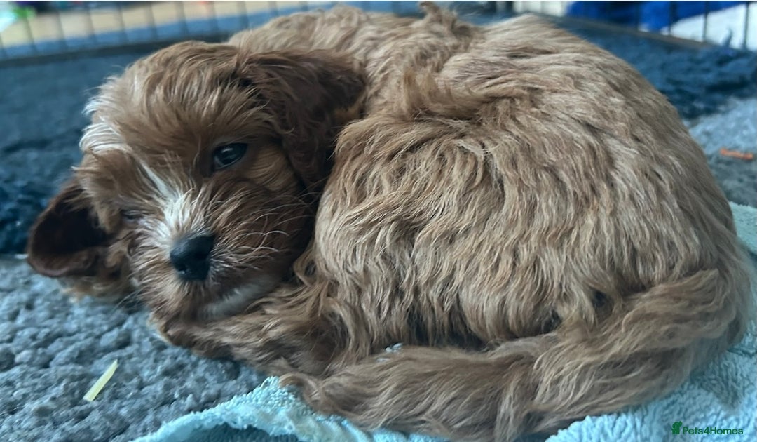 Cavapoo dogs for sale:  282 HEALTH TESTS ALL CLEAR WITH CERTIFICATES  - Advert 11