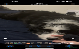 Border Collie dogs for sale: Female border collie puppy  - Image 2