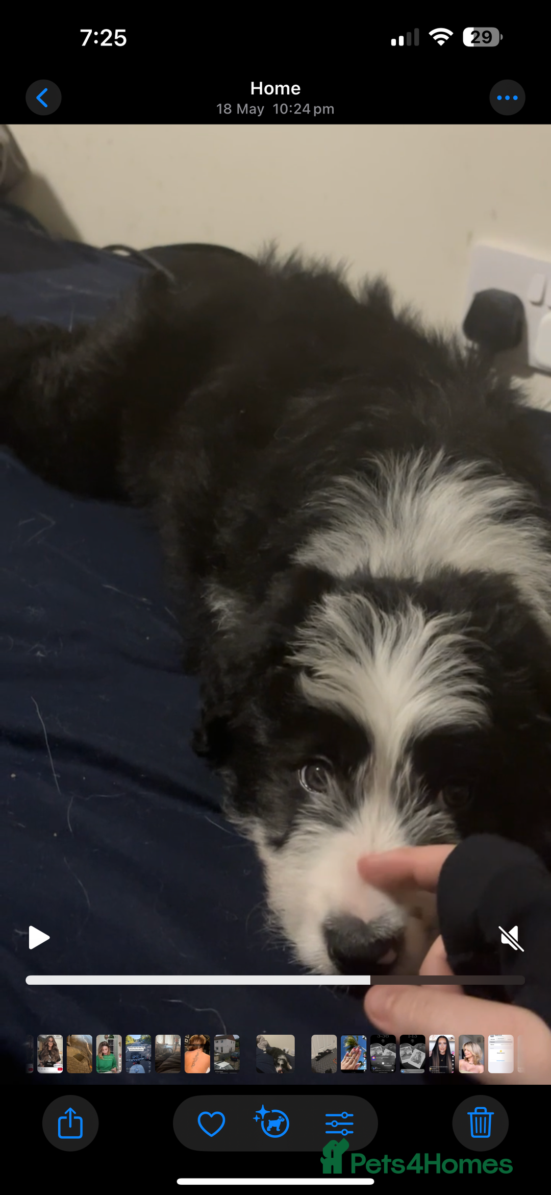 Border Collie dogs for sale: Female border collie puppy  - Image 2
