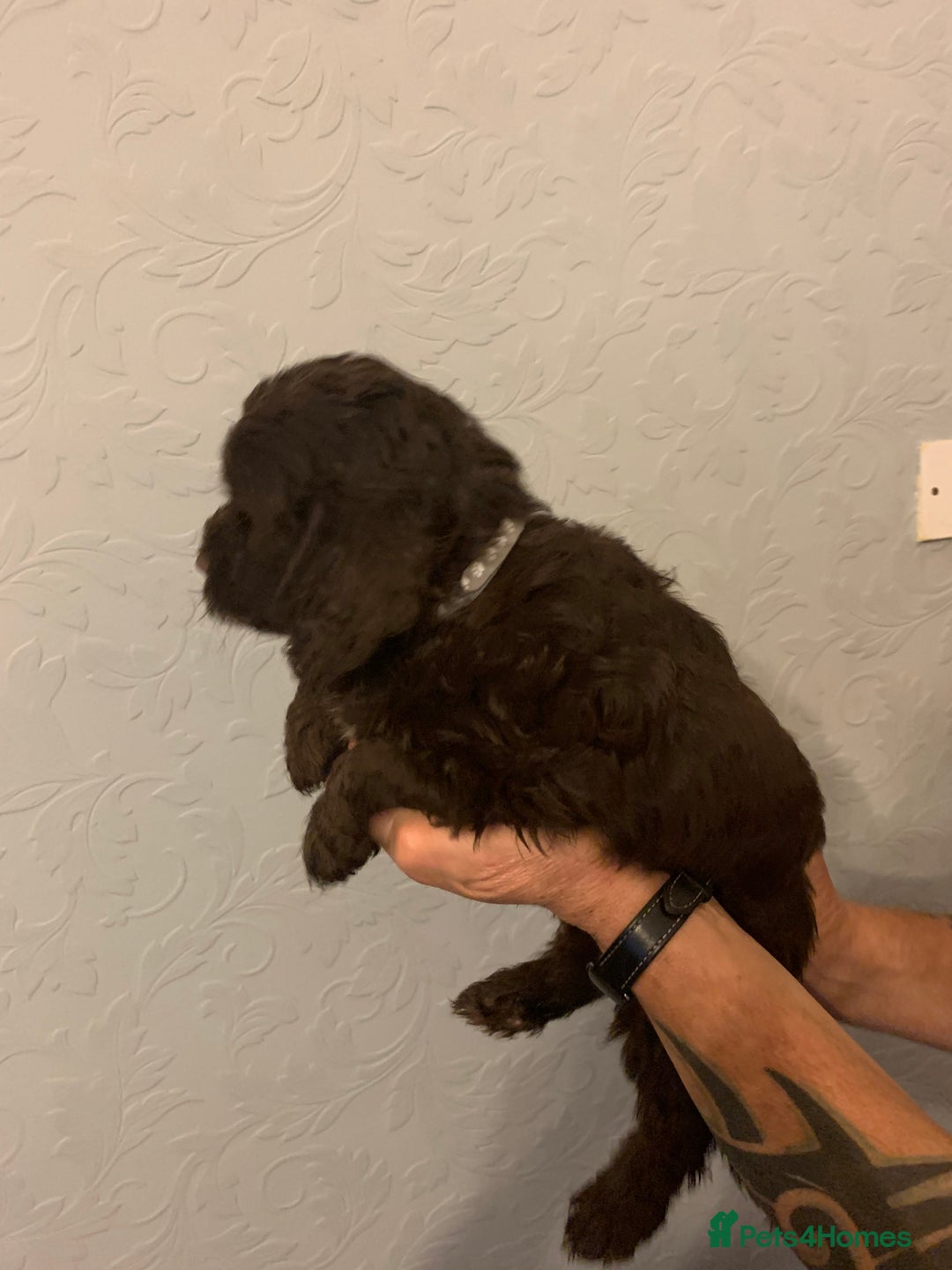 Cockapoo dogs for sale: FABULOUS LITTER OF COCKAPOO PUPPY’S - Advert 13