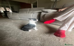 Boston Terrier dogs for sale: How is she the last puppy she’s perfect!  - Image 20