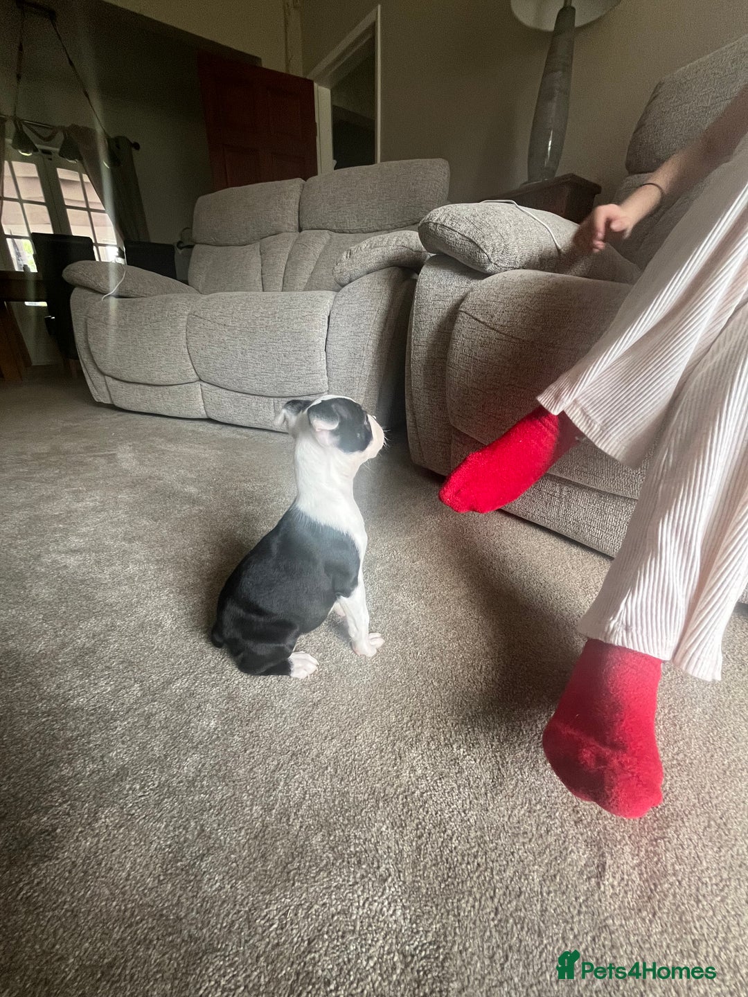 Boston Terrier dogs for sale: How is she the last puppy she’s perfect!  - Image 20