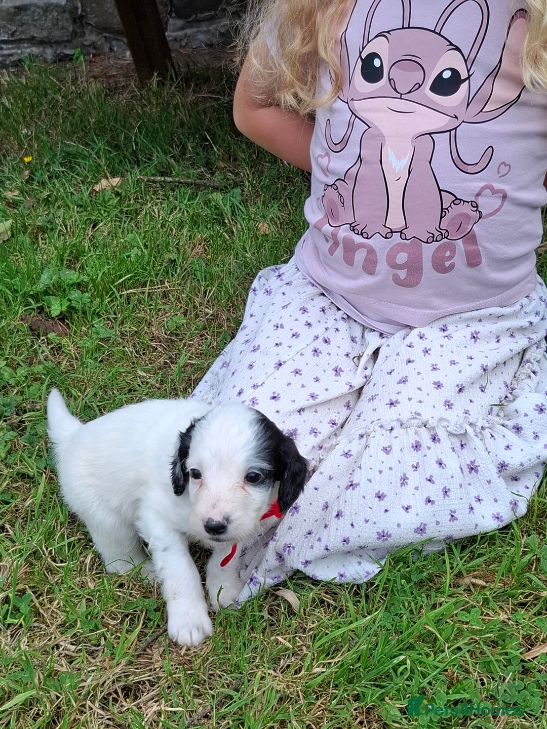 Cockapoo dogs for sale: Beautiful Cockapoo Puppies For Sale  - Image 10