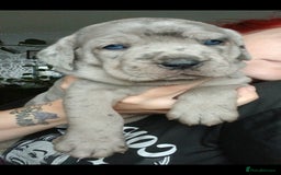 Mixed Breed dogs for sale: Beautiful Molesser Mastiff pups - Image 1