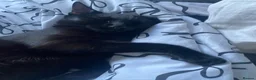 British Longhair cats for sale: Black cat  - Advert 7