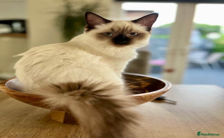 Ragdoll cats - Advert 1