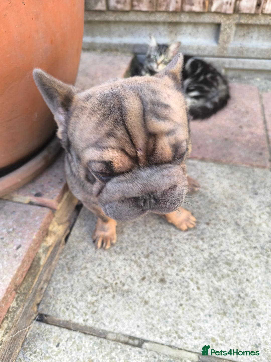 French Bulldog dogs for sale: French bulldog  - Image 4