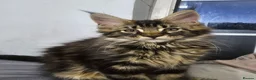 Maine Coon cats for sale: Pedigree Maine Coon boy - Advert 5