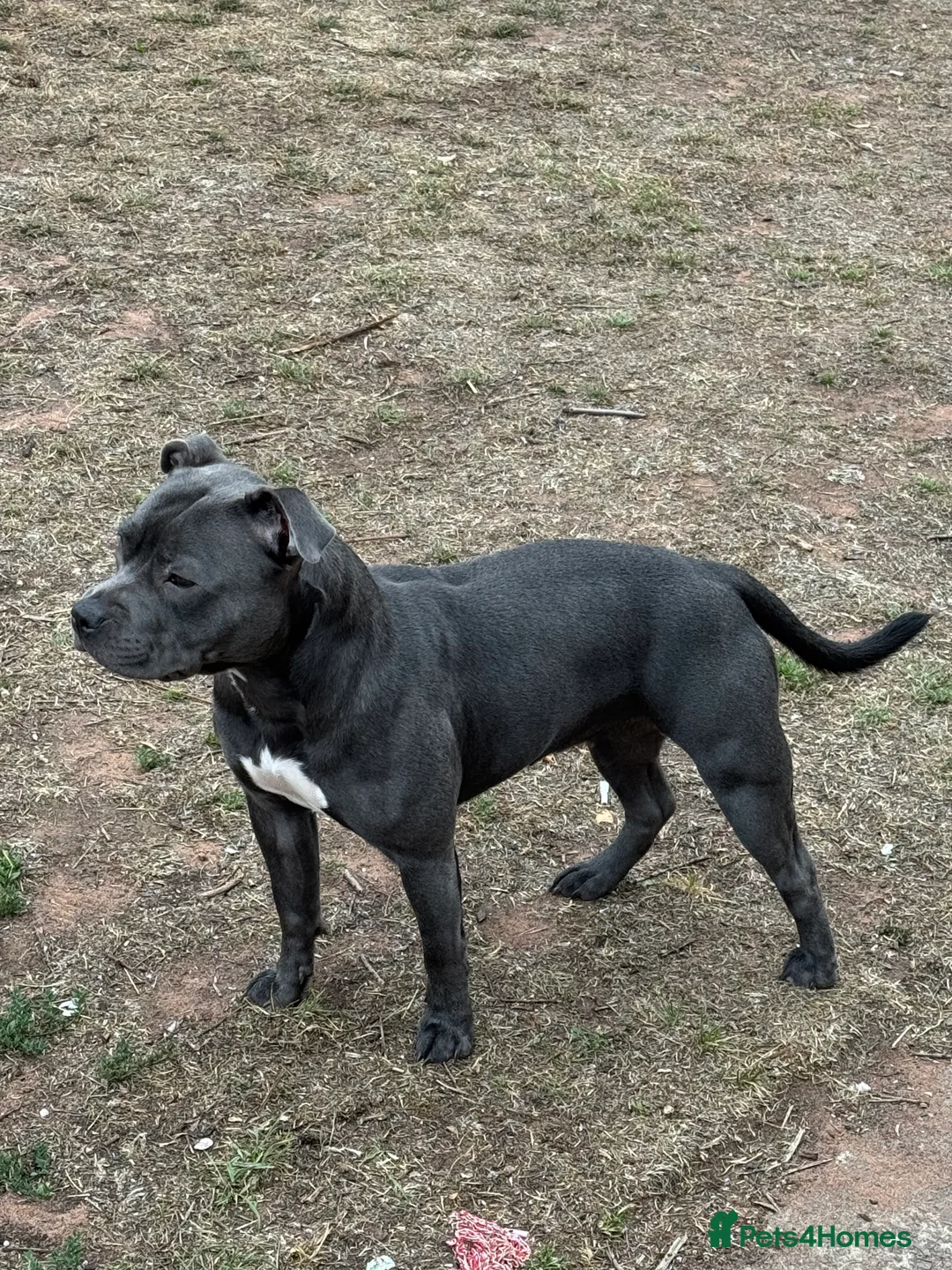 Staffordshire Bull Terrier dogs for sale: Blue Staffordshire bull terrier pups - Advert 1