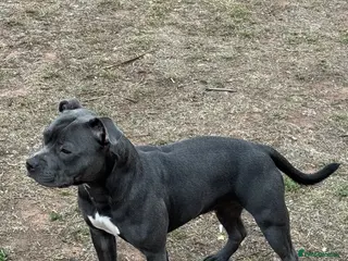 Staffordshire Bull Terrier dogs Blue Staffordshire bull terrier pups - Advert 1