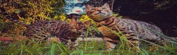 Bengal cats for sale: TWO BONDED BENGALS PRICE NEGOTIABLE FOR RIGHT HOME in London - Advert 1
