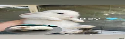 Mini Lop rabbits for sale: 6 mini lops for sale  - Advert 6