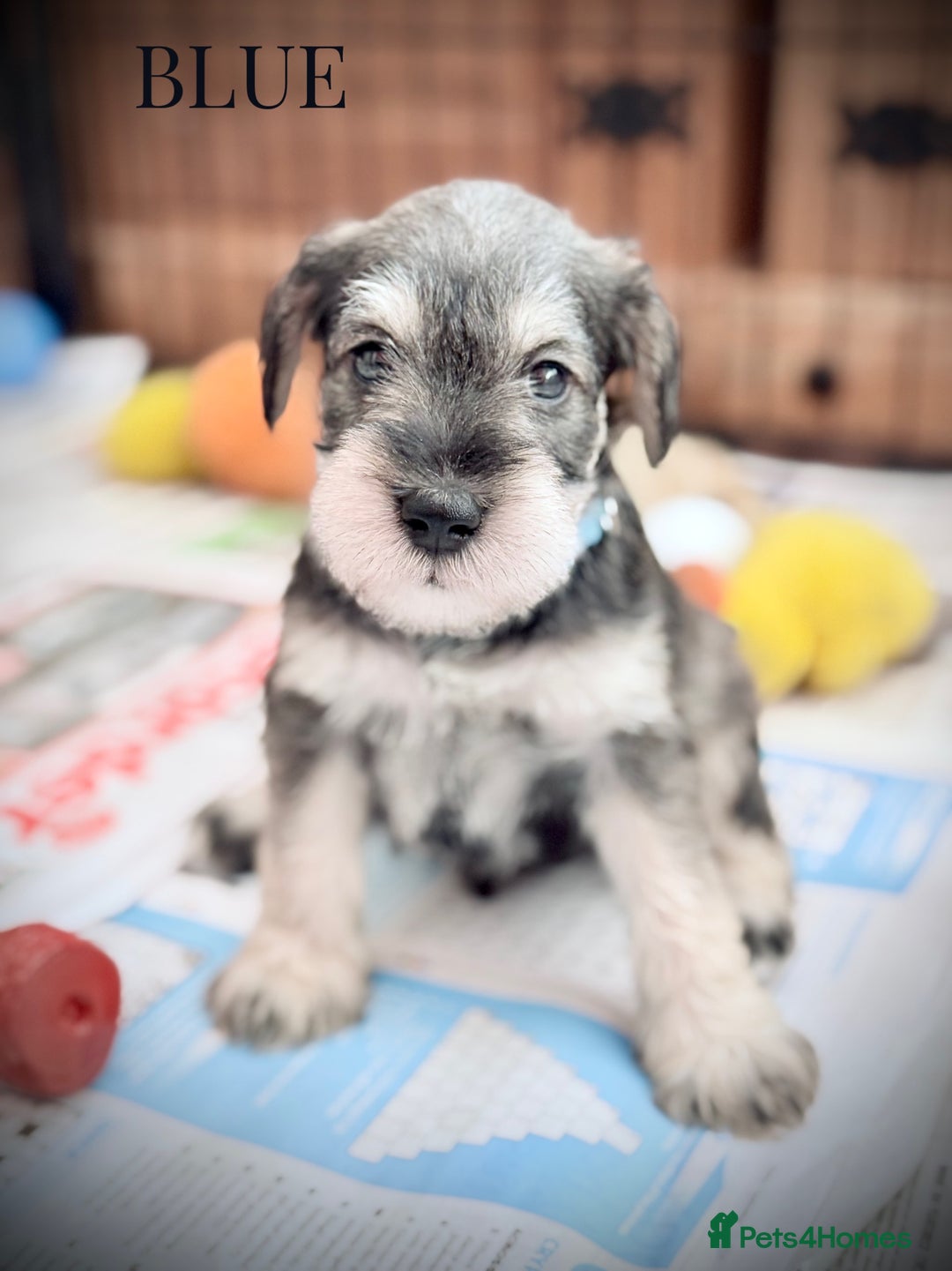 Miniature Schnauzer dogs for sale: ⭐️⭐️ KC REGISTERED PUPS ⭐️⭐️ - Image 4