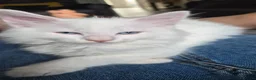 Maine Coon cats for sale: Beautiful main coon kittens for sale in Runcorn - Advert 12