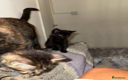 Domestic Shorthair cats for sale: 2 little kittens looking for thier forever home - Image 5