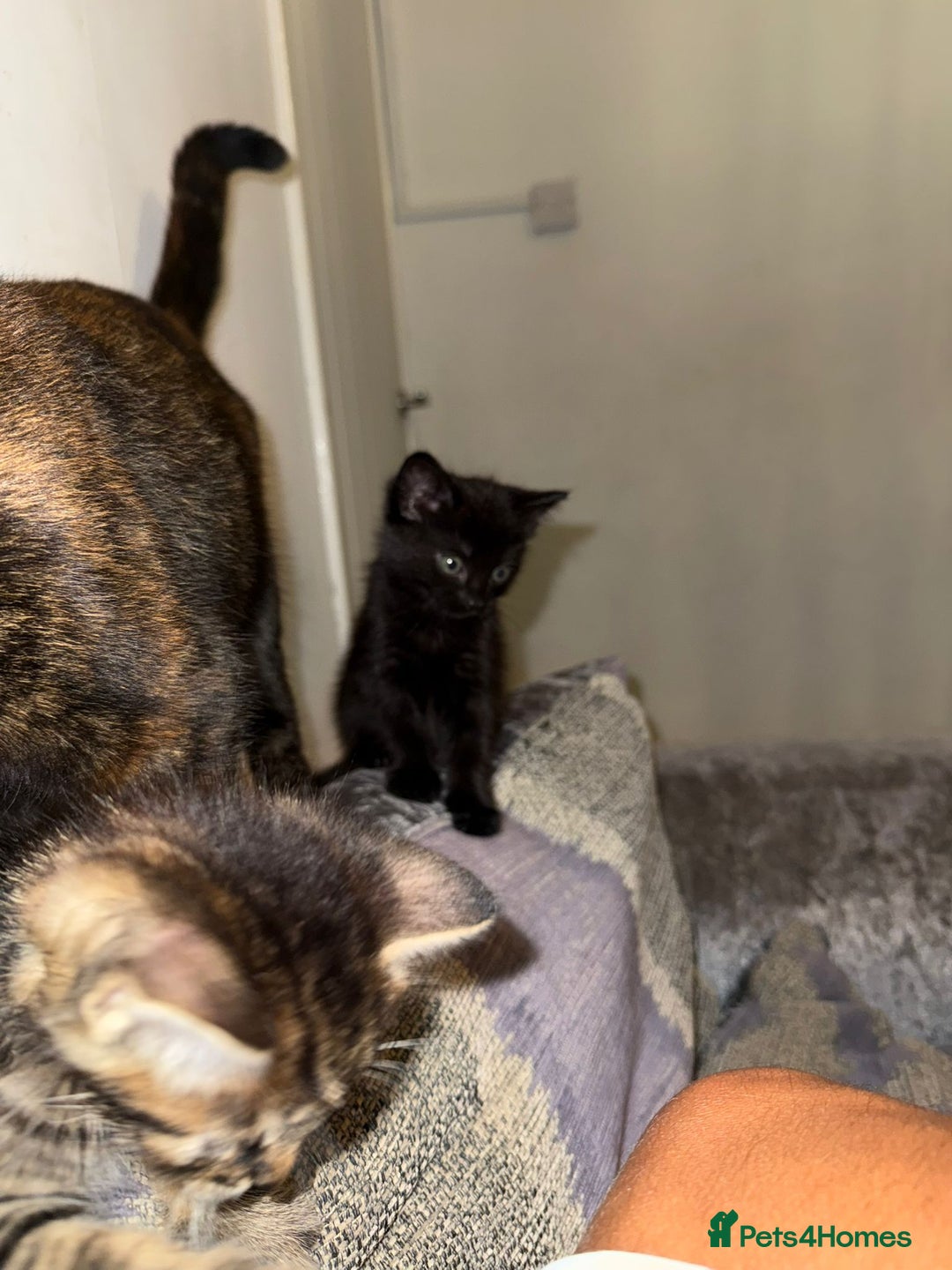 Domestic Shorthair cats for sale: 2 little kittens looking for thier forever home - Image 5