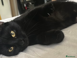 British Shorthair cats for sale: Socialable and loving lap cat looking for home :) - Advert 1