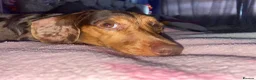 Miniature Dachshund dogs for sale: Chocolate & Tan Dapple. Blue & Tan Mini dachshunds - Advert 2