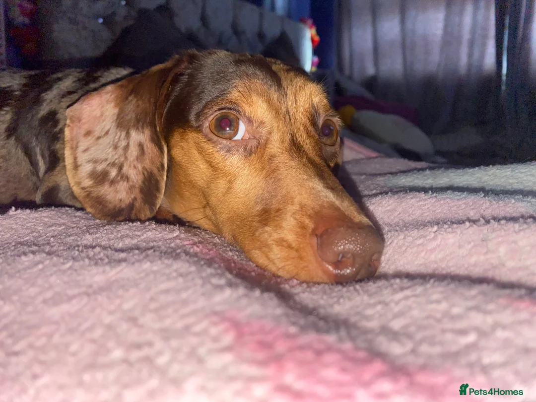 Miniature Dachshund dogs for sale: Chocolate & Tan Dapple. Blue & Tan Mini dachshunds - Advert 2