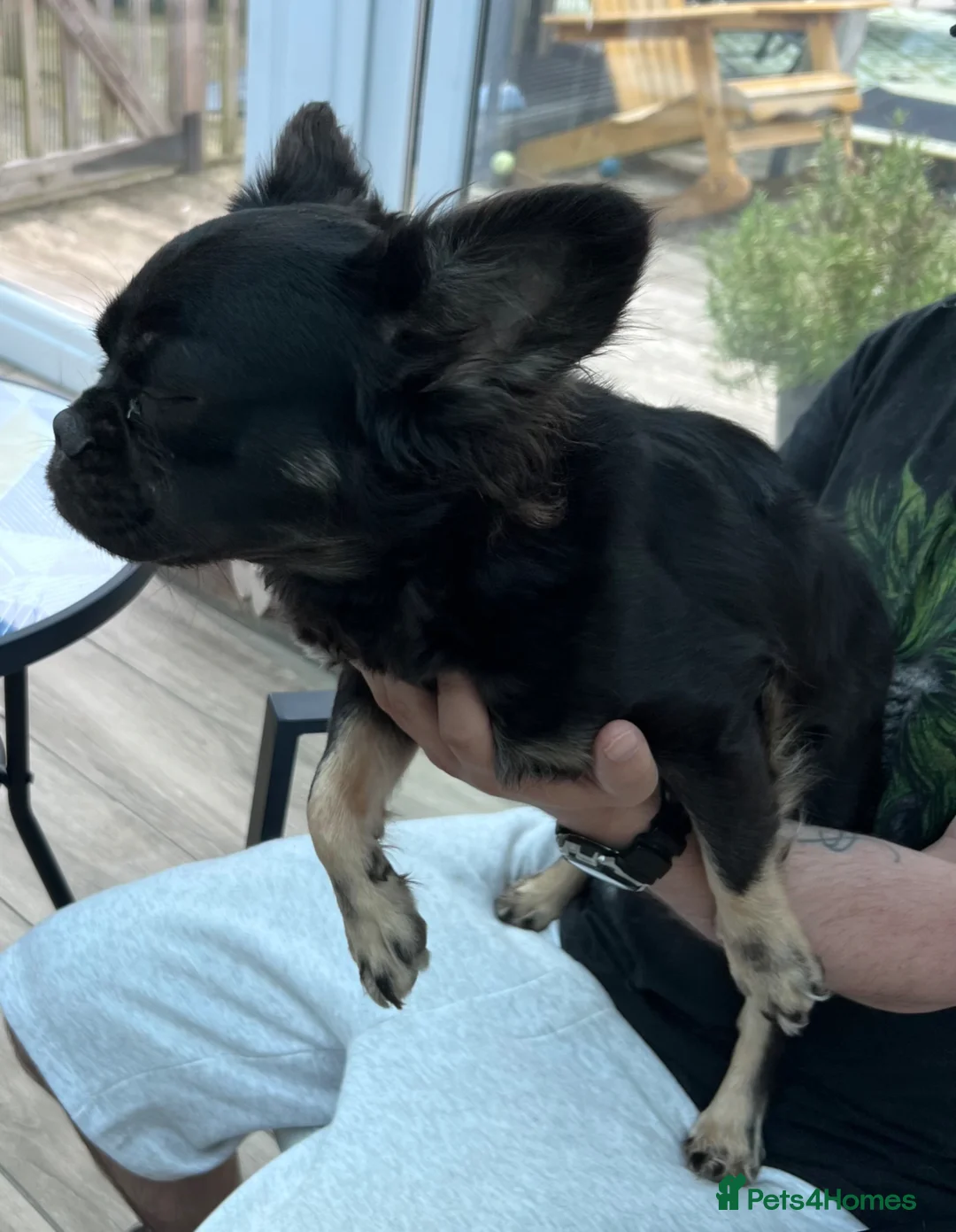 French Bulldog dogs for sale: French bulldog fluffy - Advert 4