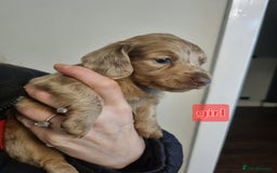 Miniature Dachshund dogs for sale:   Long haired  dachshunds puppies  top quality  - Image 14