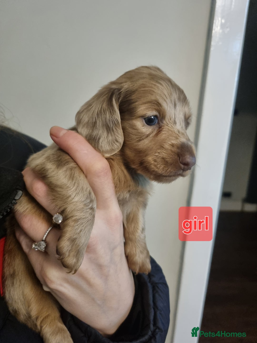 Miniature Dachshund dogs for sale:   Long haired  dachshunds puppies  top quality  - Image 14