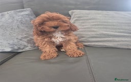 Cavapoo dogs for sale: Stunning Cavapoo Babies - ready this weekend - Image 7