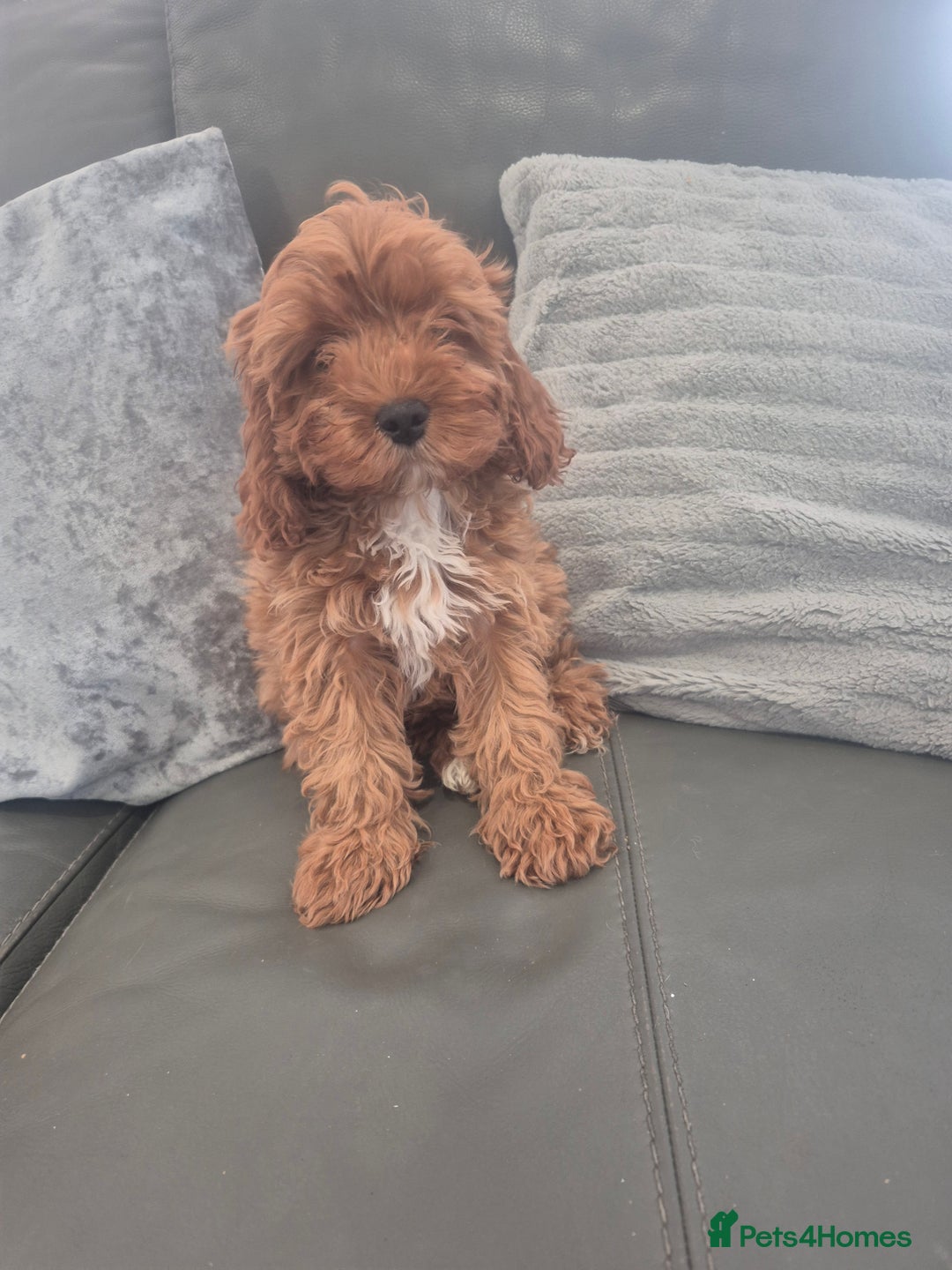 Cavapoo dogs for sale: Stunning Cavapoo Babies - ready this weekend - Image 7