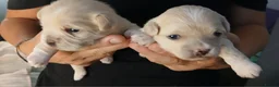 Mixed Breed dogs for sale: Luxury MauxiePoos This is CUTE OVERLOAD  - Advert 18