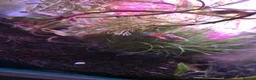 Platies fish for sale: Lots of platties and guppy fry in Wolverhampton - Advert 3