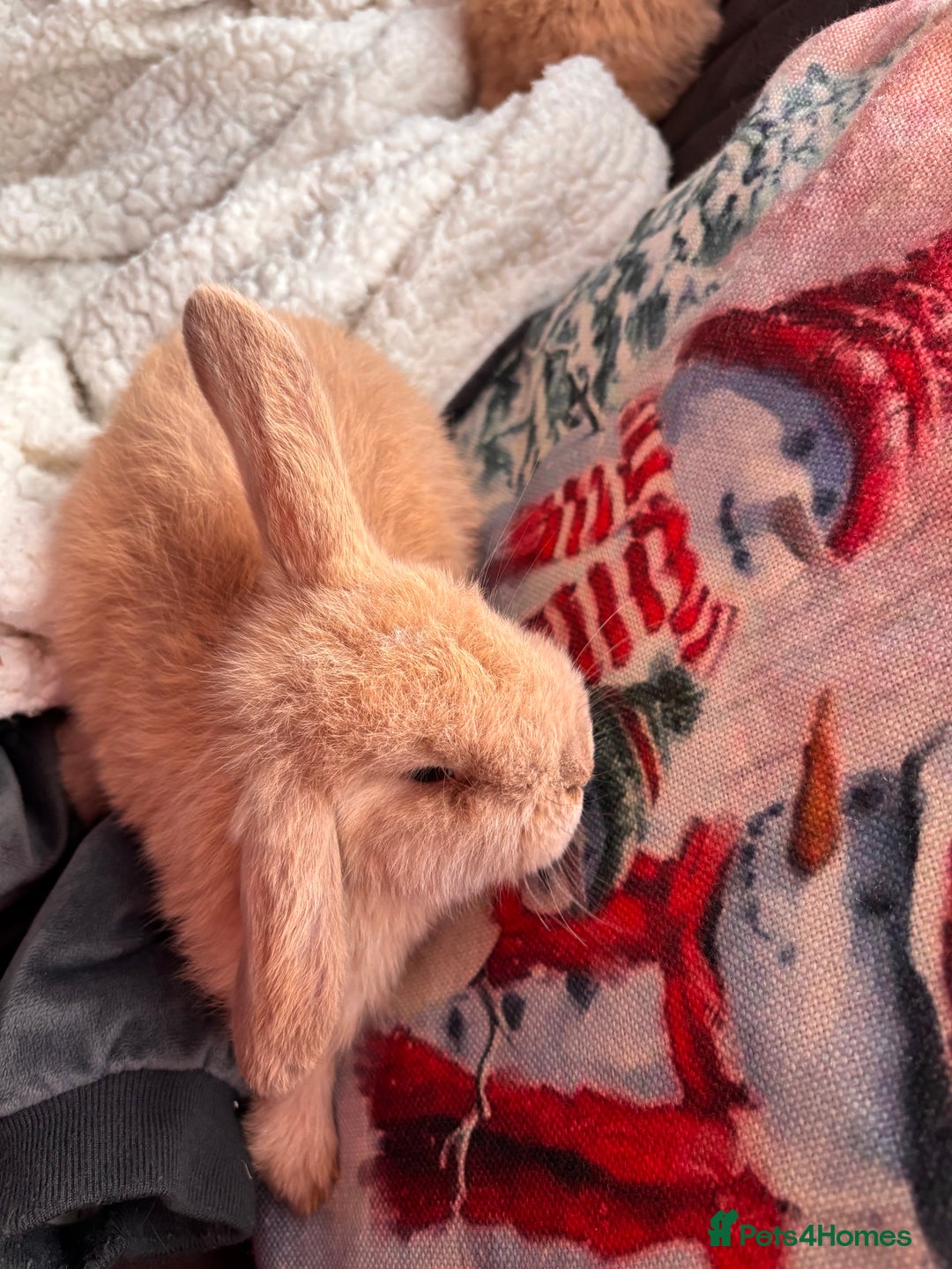 Mini Lop rabbits for sale: purebred Mini Lops  - Advert 4