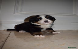 Bernese Mountain Dog dogs for sale: Bernese Mountain Dog Pups  - Image 16