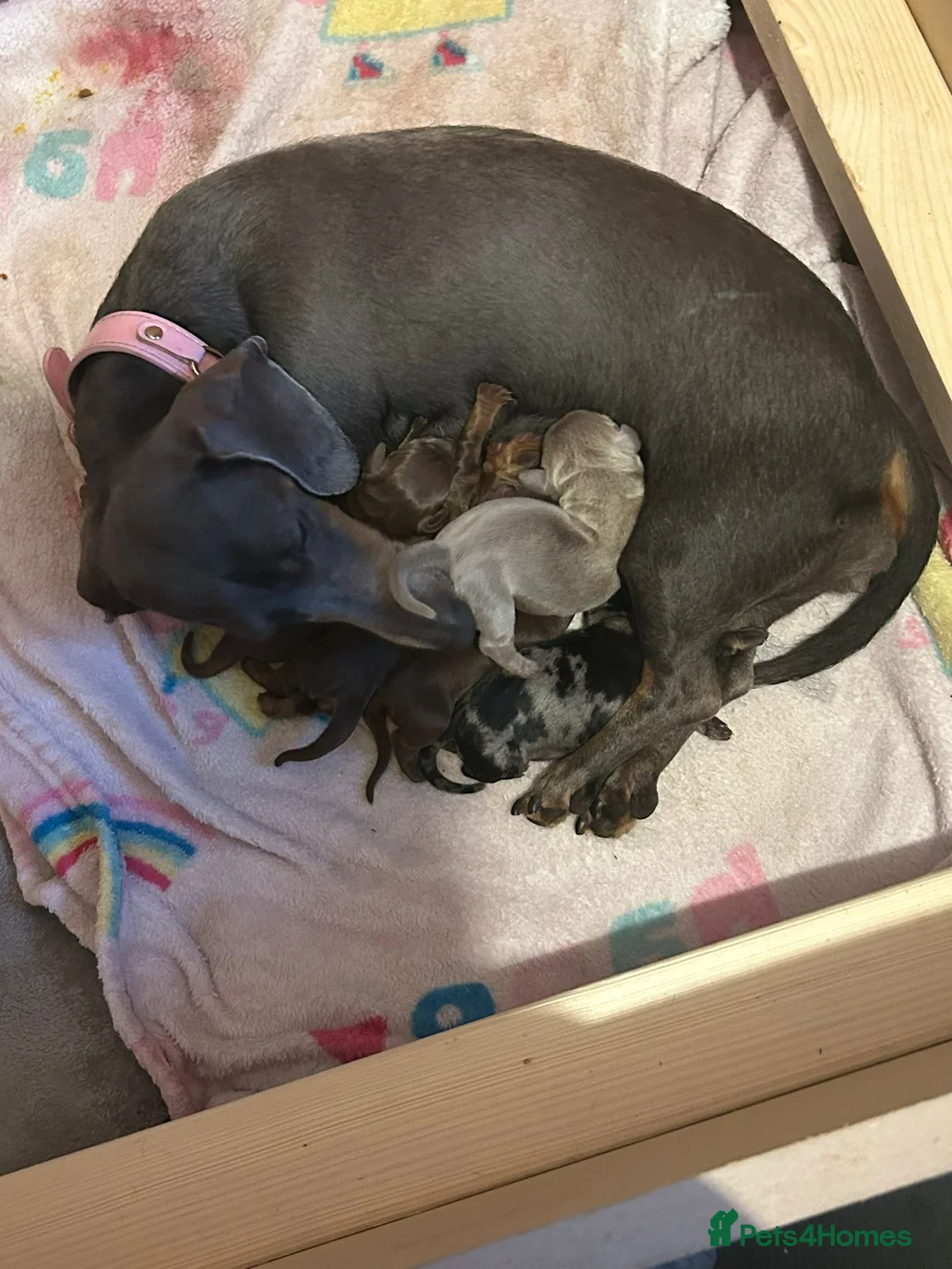 Miniature Dachshund dogs for sale: Miniature dachshund  - Advert 1