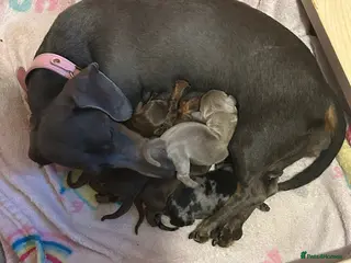 Miniature Dachshund dogs Miniature dachshund - Advert 1